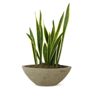 Raúl-maceta de cemento forma canoa con Sansevieria