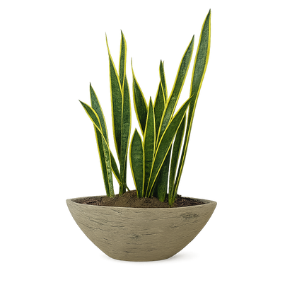 Raúl-maceta de cemento forma canoa con Sansevieria