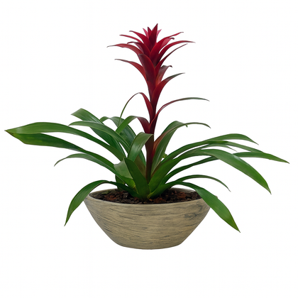 Daniel-maceta de cemento canoa con una bromelia