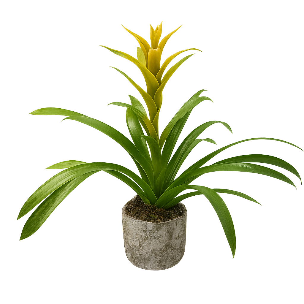 Eleazar-maceta de cemento musguito con una bromelia amarilla