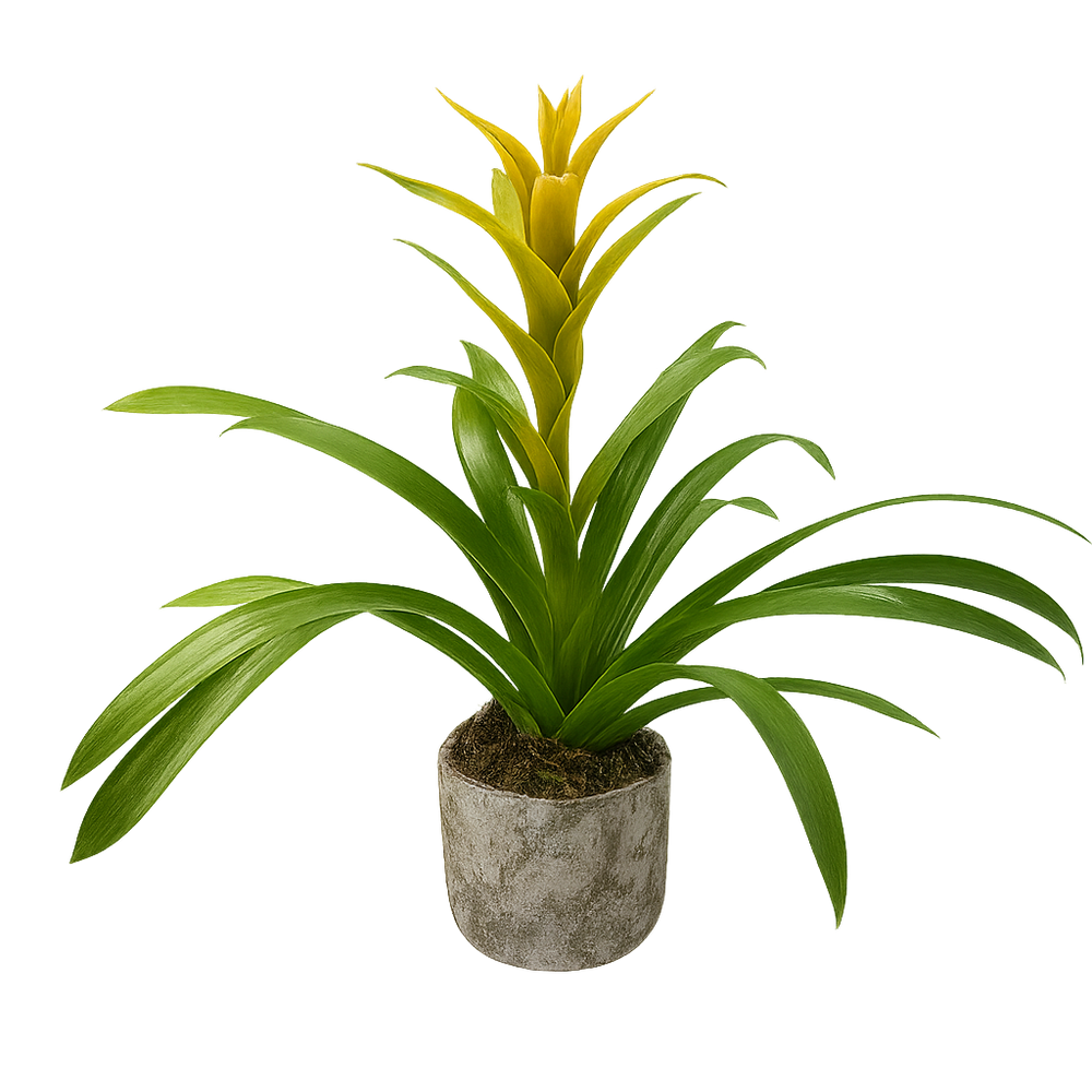 Eleazar - maceta de cemento musguito con una bromelia amarilla