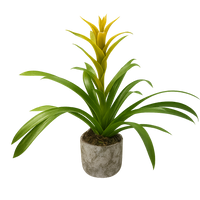 Eleazar-maceta de cemento musguito con una bromelia amarilla