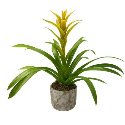 Eleazar-maceta de cemento musguito con una bromelia amarilla
