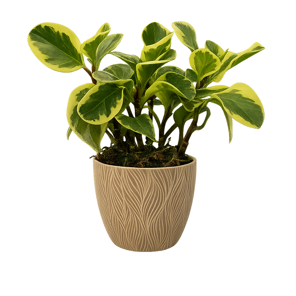 Ángel - maceta terracota con una peperomia