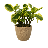 Ángel-maceta terracota con una peperomia