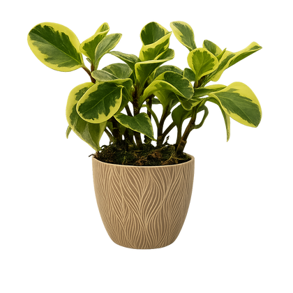 Ángel-maceta terracota con una peperomia