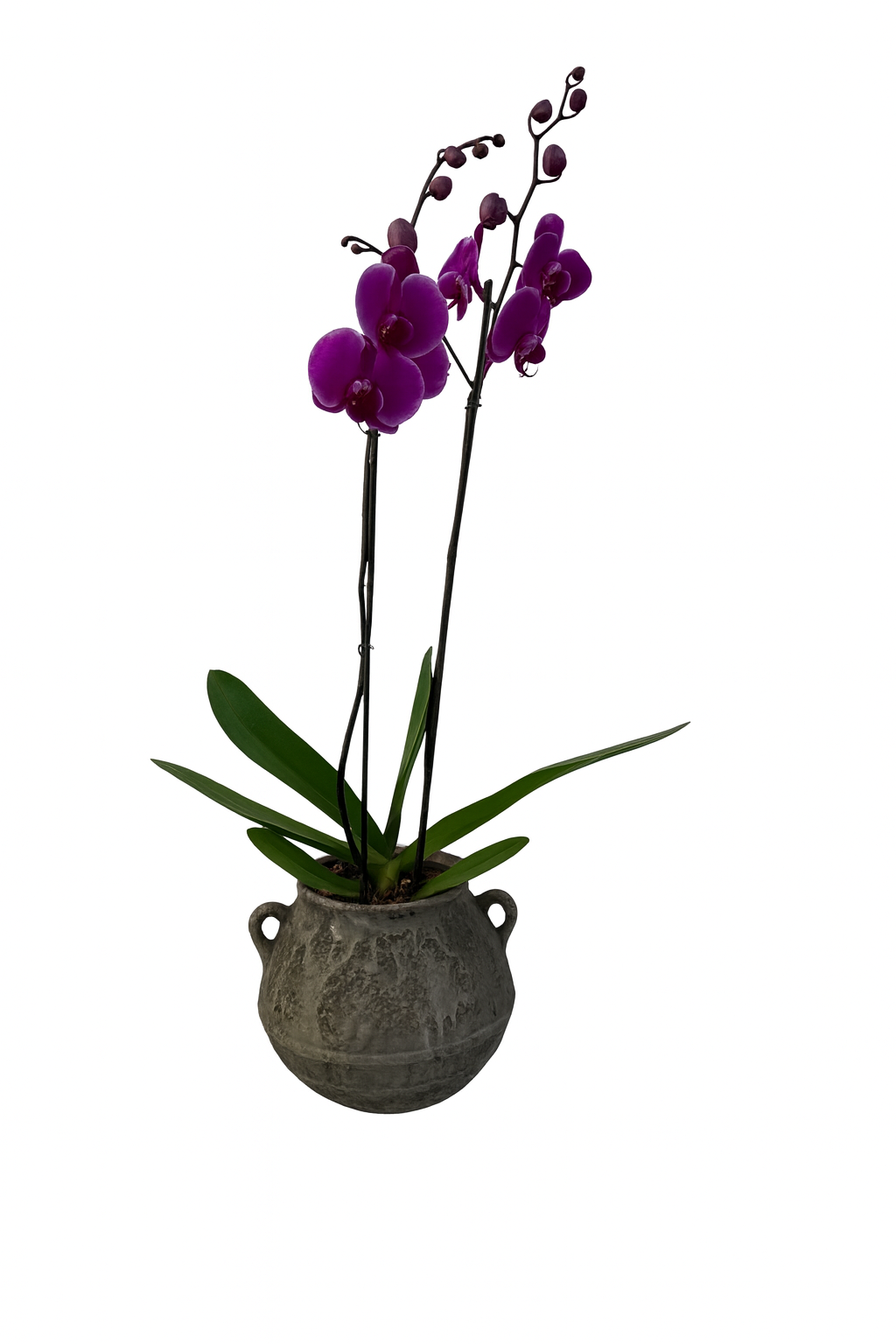 Olla gris-maceta con una orquídea fiusha