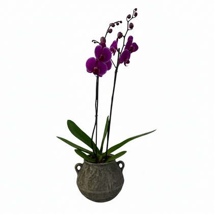 Olla gris-maceta con una orquídea fiusha