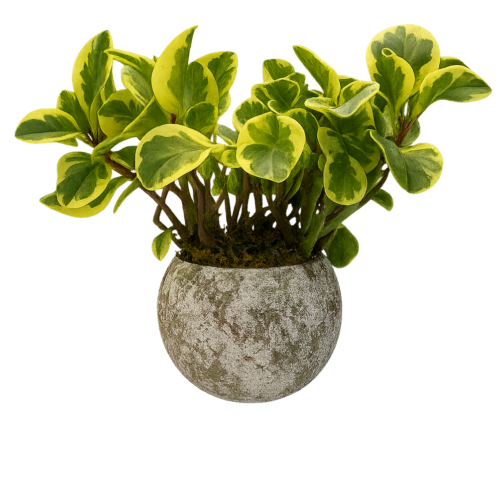 Alán - maceta de cemento esfera musgo chica con peperomia