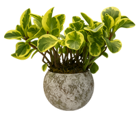 Alán-maceta de cemento esfera musgo chica con peperomia