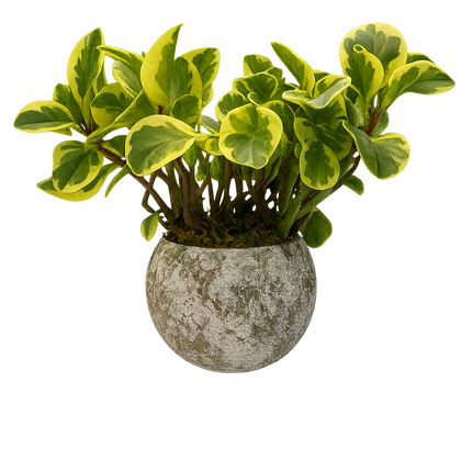 Alán-maceta de cemento esfera musgo chica con peperomia