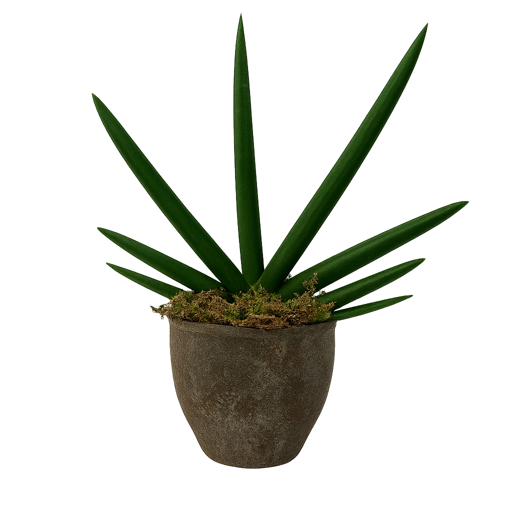 Anselmo-maceta terracota hacienda con sansevieria cilíndrica