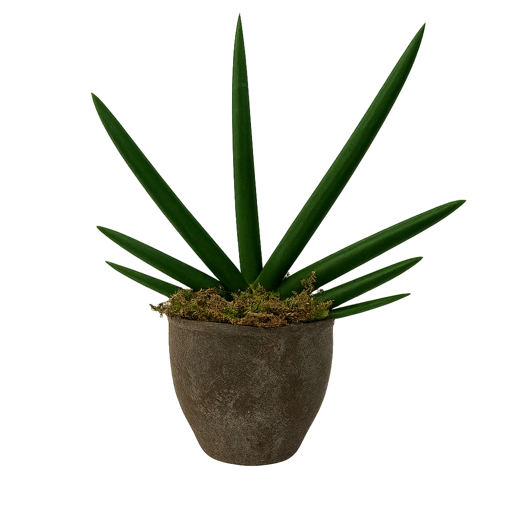 Anselmo - maceta terracota hacienda con sansevieria cilíndrica