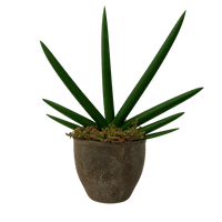 Anselmo-maceta terracota hacienda con sansevieria cilíndrica