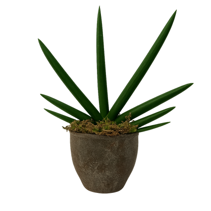 Anselmo-maceta terracota hacienda con sansevieria cilíndrica