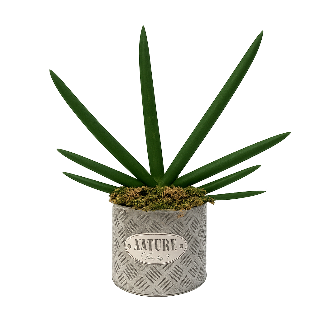 Hipólito-maceta de metal chaca con sansevieria cilíndrica