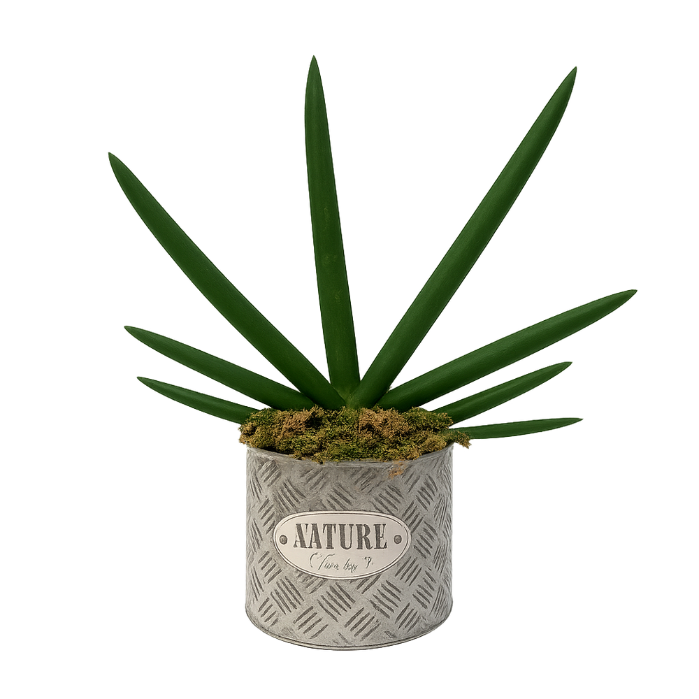 Hipólito - maceta de metal chaca con sansevieria cilíndrica
