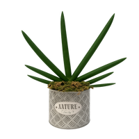 Hipólito-maceta de metal chaca con sansevieria cilíndrica