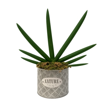 Hipólito-maceta de metal chaca con sansevieria cilíndrica