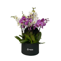 Phalaenopsis mixtas en caja redonda negra