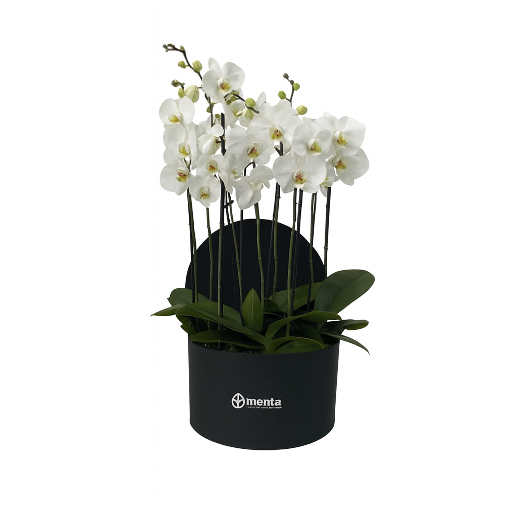 Phalaenopsis blancas en caja redonda negra