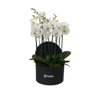 Phalaenopsis blancas en caja redonda negra