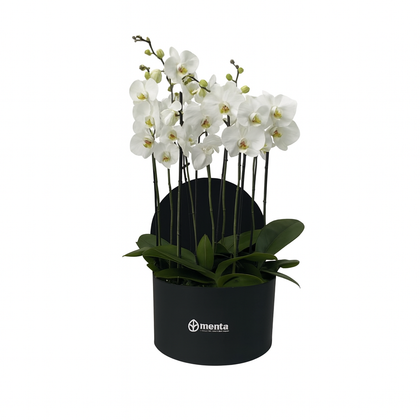 Phalaenopsis blancas en caja redonda negra
