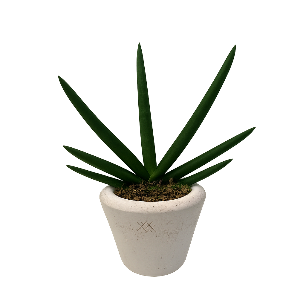 Guillermo-maceta terracota antique con sansevieria cilíndrica