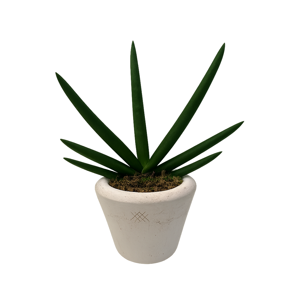 Guillermo - maceta terracota antique con sansevieria cilíndrica