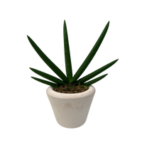 Guillermo-maceta terracota antique con sansevieria cilíndrica