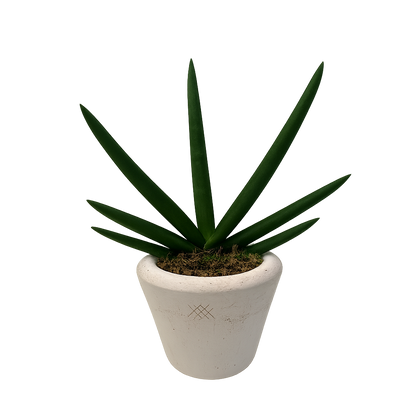 Guillermo-maceta terracota antique con sansevieria cilíndrica