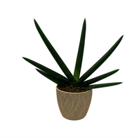 Santiago-maceta terracota hojitas sansevieria cilíndrica