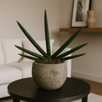 Aarón-maceta de cemento capullo con sansevieria cilíndrica