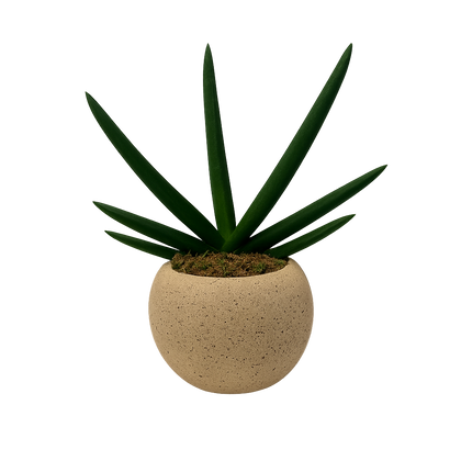 Aiden-maceta de cemento esfera khaki con sansevieria cilíndrica
