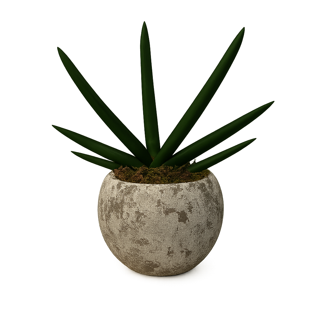Aiden-maceta de cemento esfera musgo con sansevieria cilíndrica