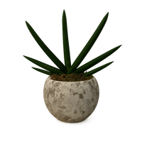 Aiden-maceta de cemento esfera musgo con sansevieria cilíndrica