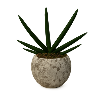 Aiden-maceta de cemento esfera musgo con sansevieria cilíndrica