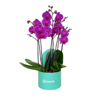 Phalaenopsis fiusha en caja redonda chica menta