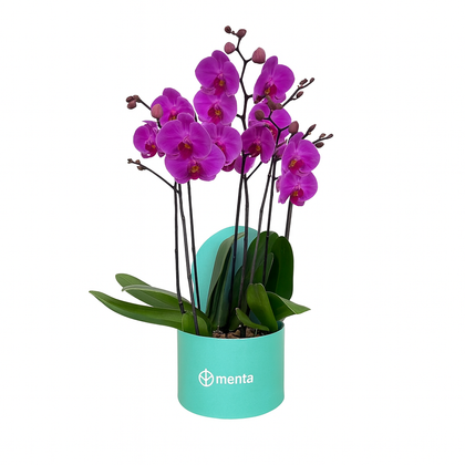Phalaenopsis fiusha en caja redonda chica menta