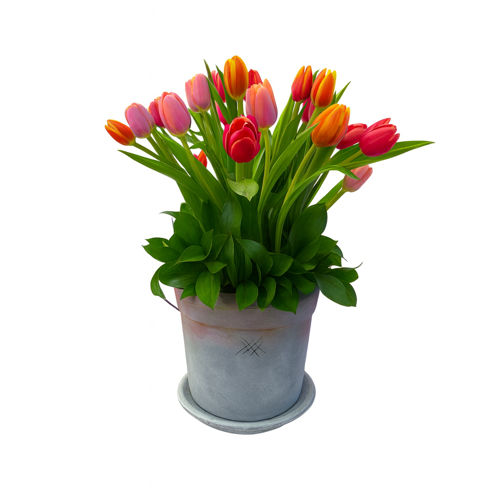 Anel-maceta con 30 tulipanes de colores