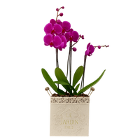 Le Jardín maceta de metal chica 2 orquídeas fiusha