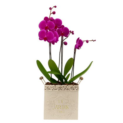 Le Jardín maceta de metal chica 2 orquídeas fiusha