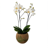 Media esfera-maceta de cemento con 1 orquídea blanca