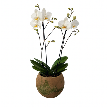 Media esfera-maceta de cemento con 1 orquídea blanca