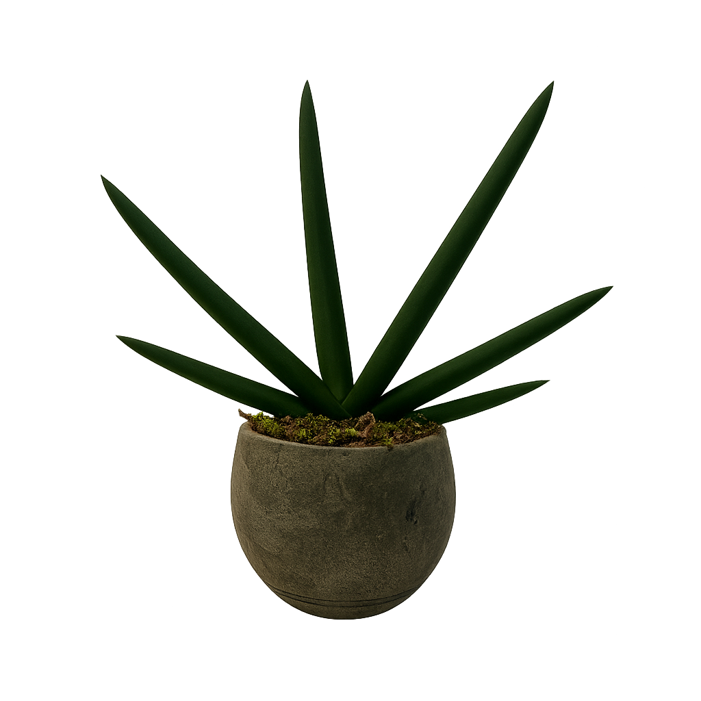Aldo-maceta de cemento raya militar con sansevieria cilíndrica