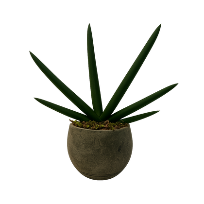 Aldo-maceta de cemento raya militar con sansevieria cilíndrica