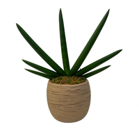 Jerónimo-maceta de cemento oval efecto madera con sansevieria cilíndrica