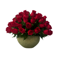 Luisa-maceta de cemento con 75 rosas rojas