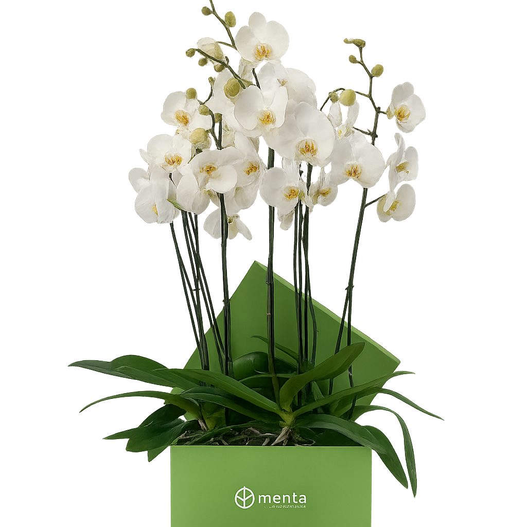 Phalaenopsis blancas en caja cuadrada verde