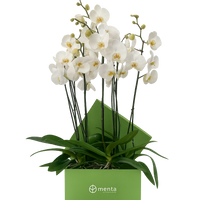 Phalaenopsis blancas en caja cuadrada verde